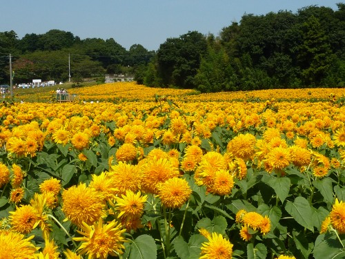 明野ひまわりの里