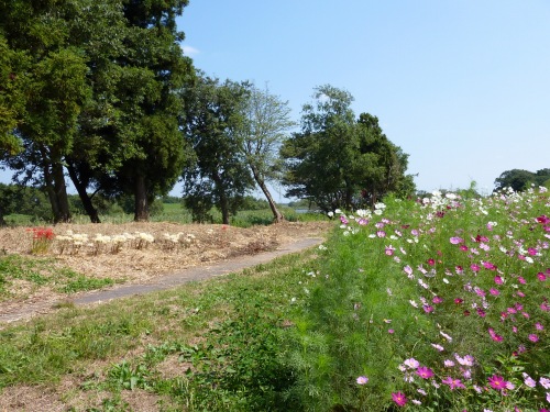 小貝川下流方面