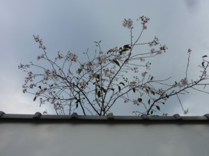 10月桜に癒されて 10月桜に癒されて