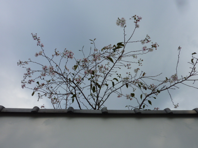  10月桜に癒されて