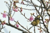 寒緋桜