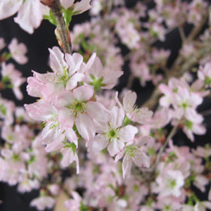 山形県　啓翁桜