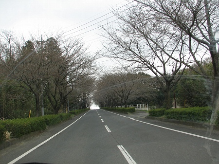 さくらが気になって