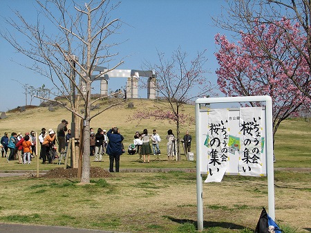 いちょうの会桜の集い