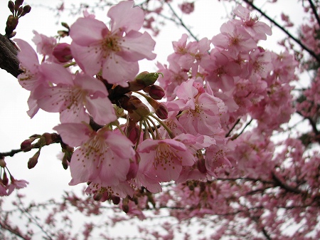 河津桜