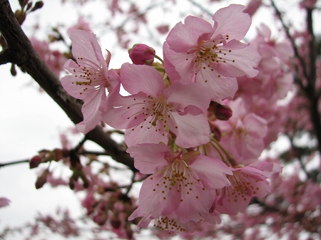 河津桜