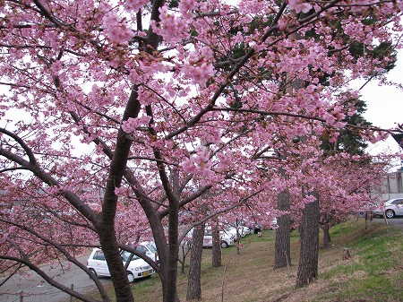 河津桜