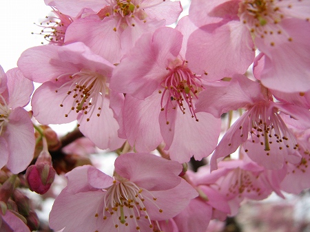 河津桜