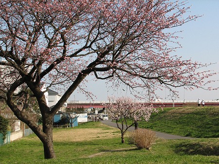 桜と梅