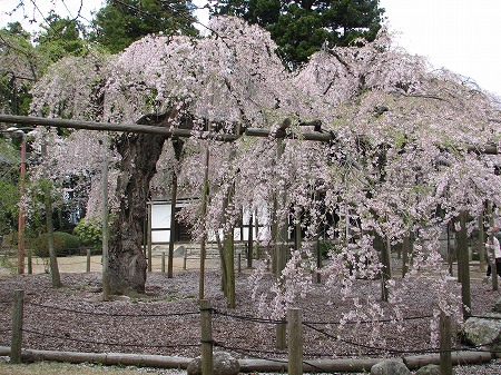 六地蔵寺のシダレザクラ