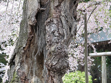 六地蔵寺のシダレザクラ