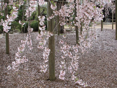 六地蔵寺のシダレザクラ