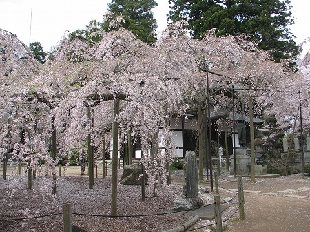 六地蔵寺のシダレザクラ