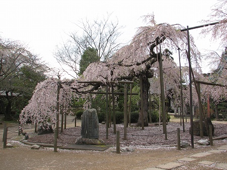 六地蔵寺のシダレザクラ