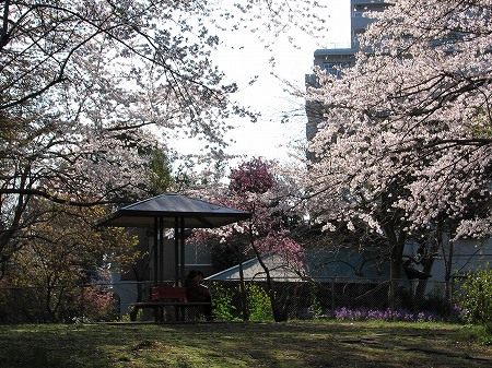 さくら公園