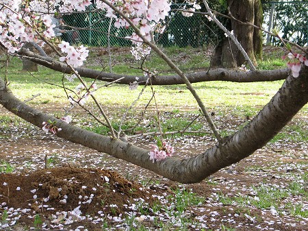 もぐらさん？