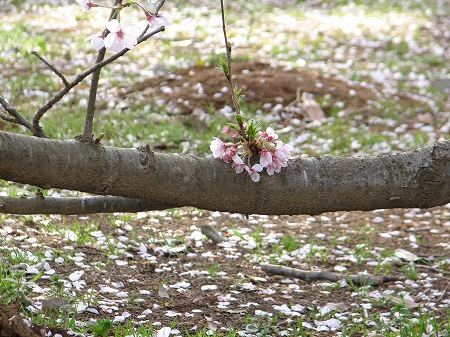 枝根性