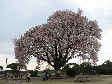 左近桜