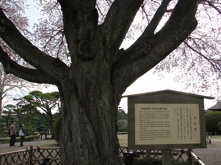 左近桜