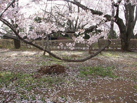 やっぱり気になるこの枝