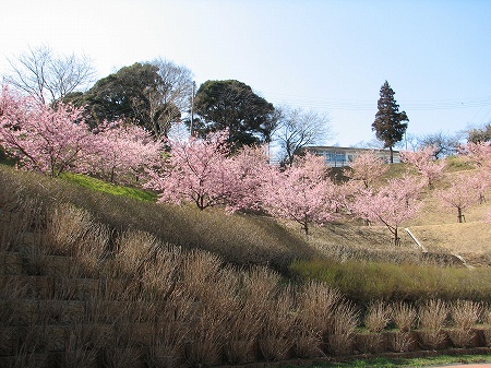 河津桜