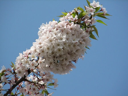 石戸の蒲ザクラ