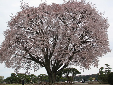 左近桜