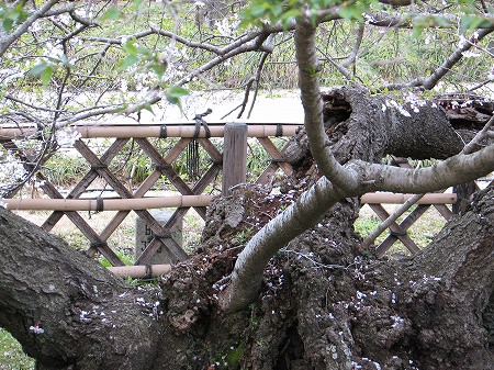 二季桜