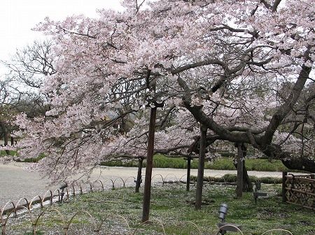 二季桜