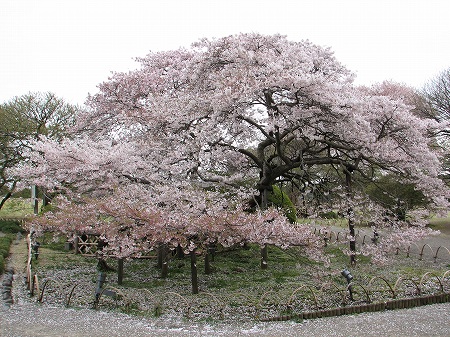 二季桜