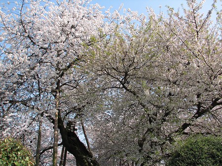 石戸の蒲ザクラ