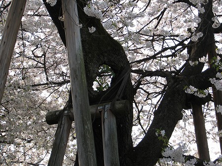 石戸の蒲ザクラ