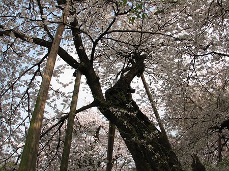 石戸の蒲ザクラ