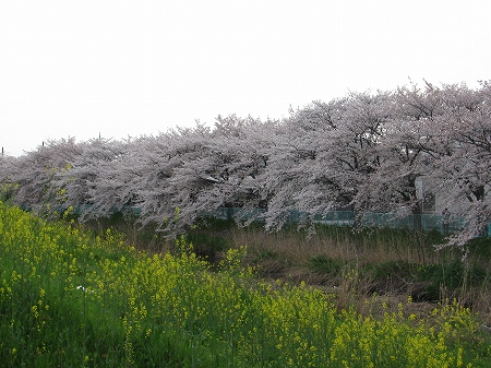 元綾瀬川