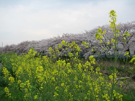 元綾瀬川