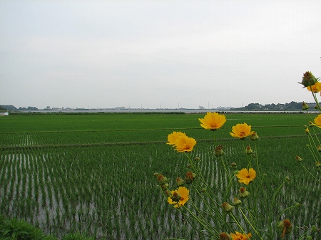 牛久沼