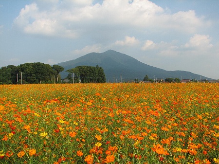 明野の八重ひまわり