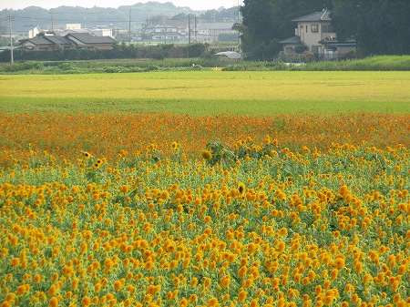 明野の八重ひまわり