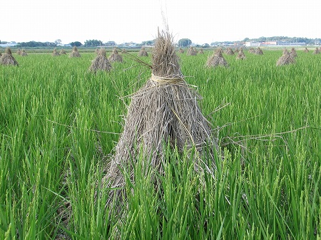 ふるさと清掃運動会