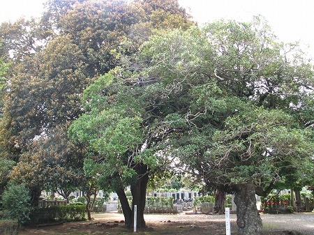 龍禅寺