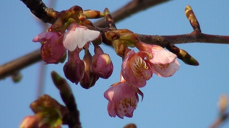 河津桜