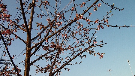 河津桜