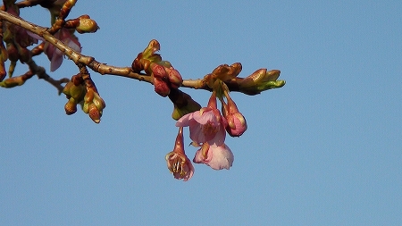 河津桜