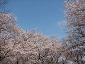 愛国学園附属高等学校 愛国学園附属高等学校