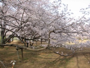 愛国学園附属高等学校 愛国学園附属高等学校