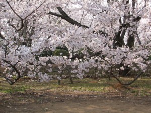 愛国学園附属高等学校 愛国学園附属高等学校