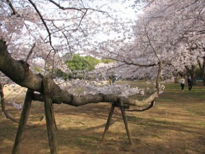 愛国学園附属高等学校 愛国学園附属高等学校