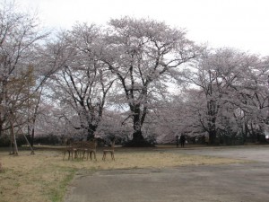 愛国学園附属高等学校 愛国学園附属高等学校