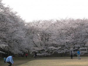 愛国学園附属高等学校 愛国学園附属高等学校