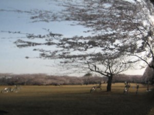 愛国学園附属高等学校 愛国学園附属高等学校